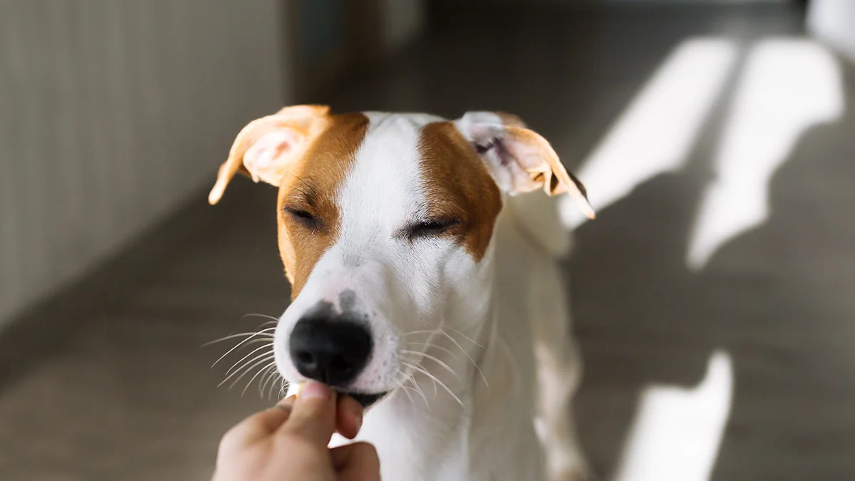 влажный корм для собак